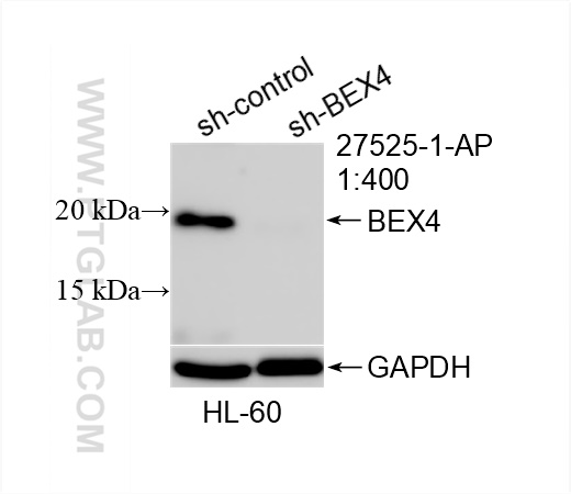 WB analysis of HL-60 using 27525-1-AP