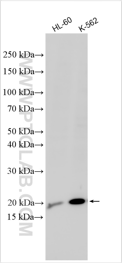 WB analysis using 27525-1-AP