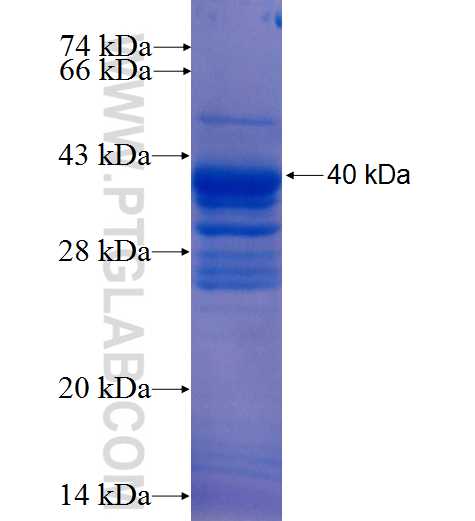 BEX4 fusion protein Ag26207 SDS-PAGE