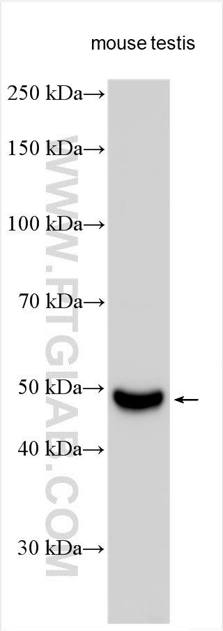 WB analysis using 12688-1-AP