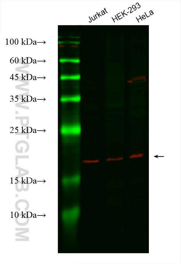 WB analysis using CL594-60301