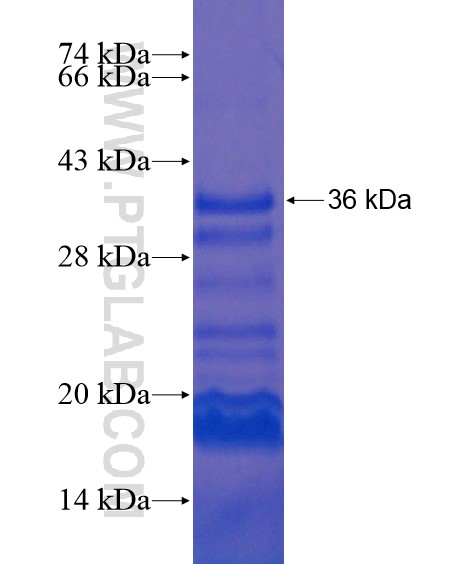 BIM, BCL2L11 fusion protein Ag20546 SDS-PAGE