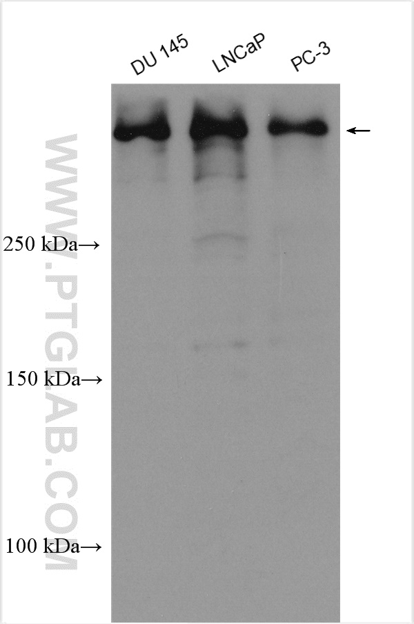 WB analysis using 29760-1-AP