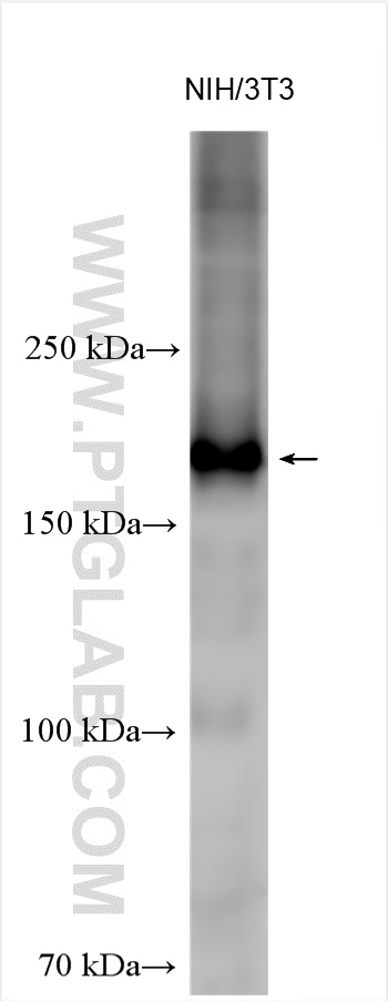 WB analysis using 30254-1-AP