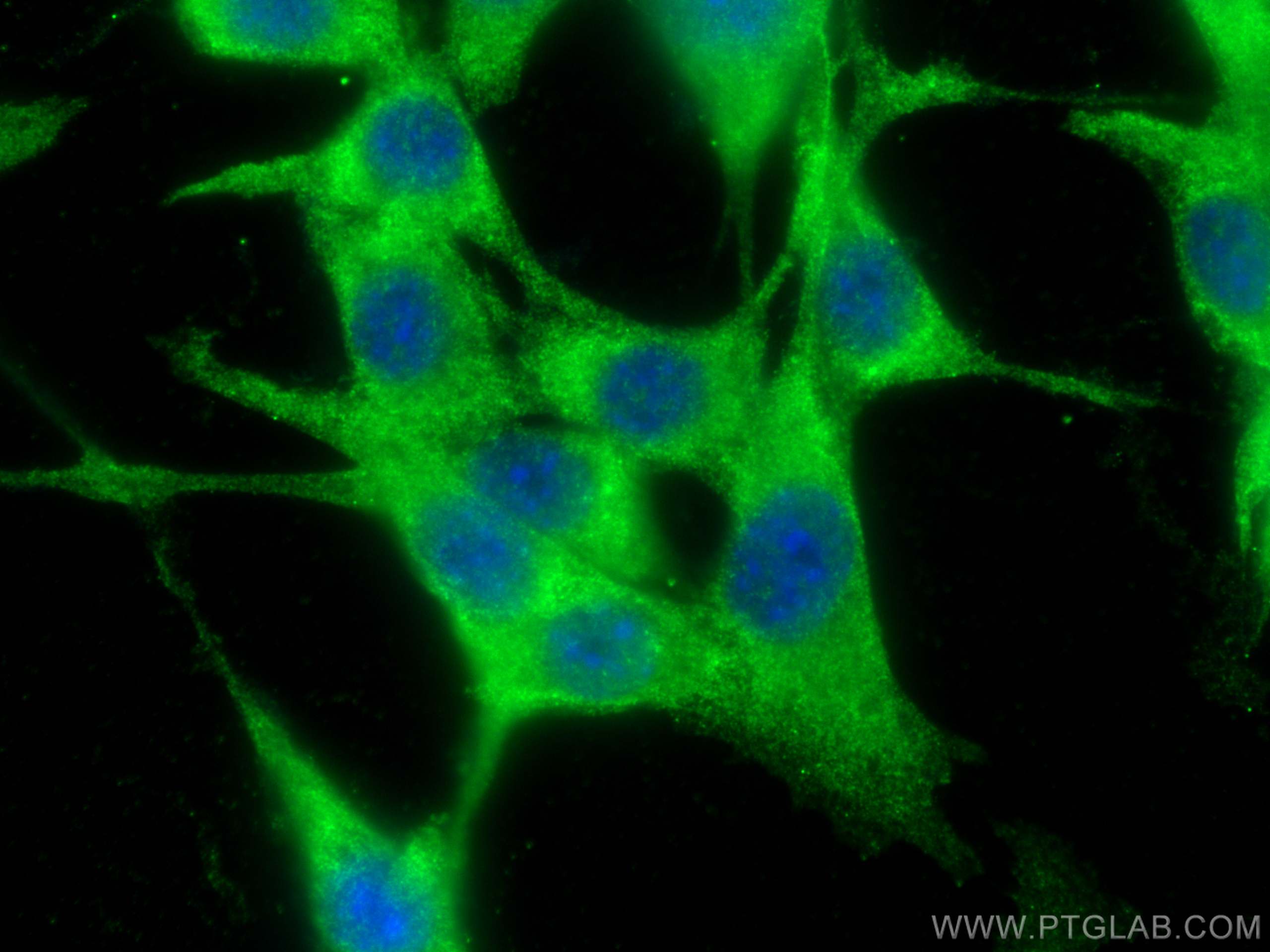 IF Staining of NIH/3T3 using 10855-1-AP