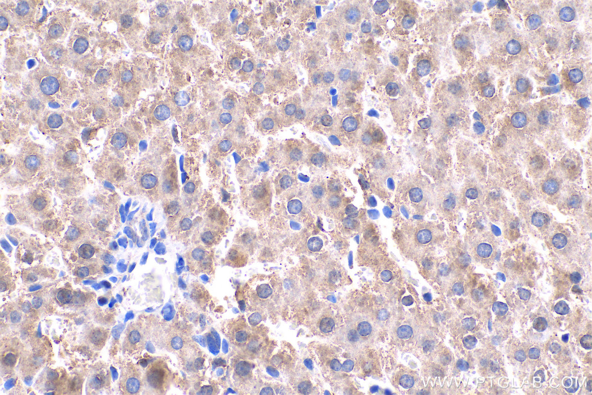 IHC staining of rat liver using 17727-1-AP