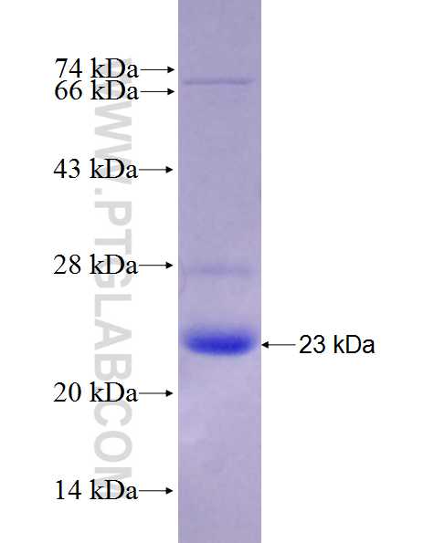 BMF fusion protein Ag28010 SDS-PAGE