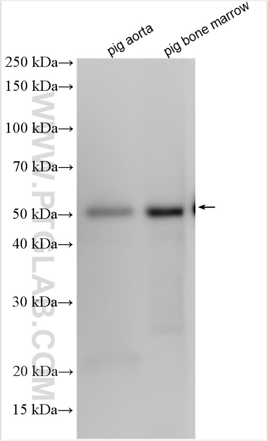 WB analysis using 66383-1-Ig