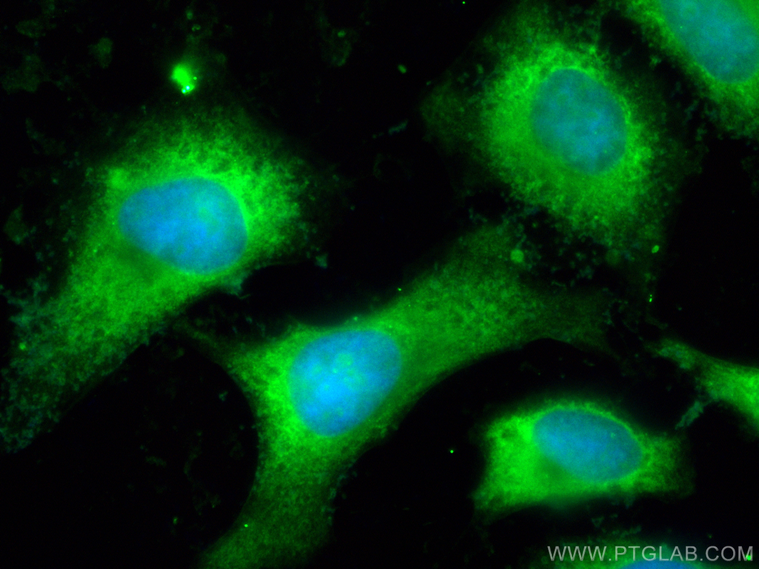 IF Staining of HeLa using CL488-12221