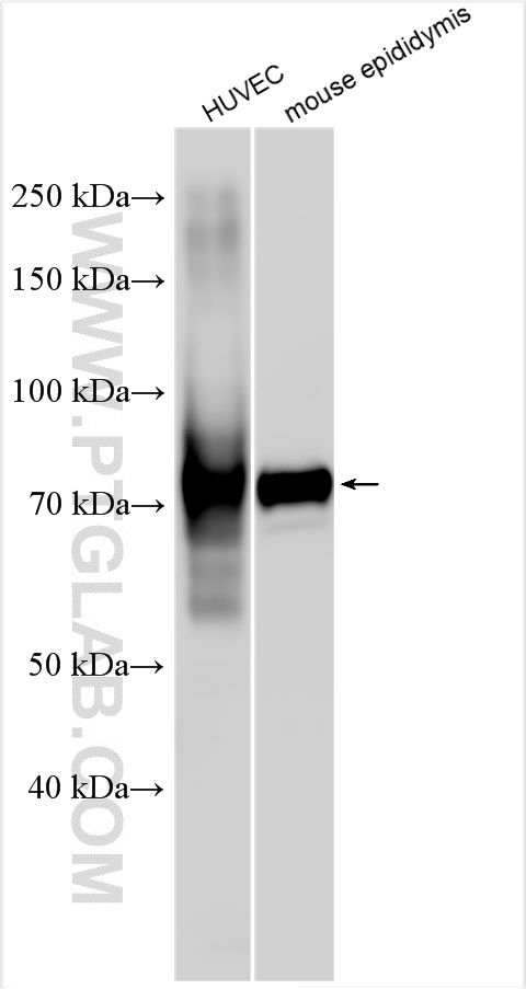 WB analysis using 27413-1-AP