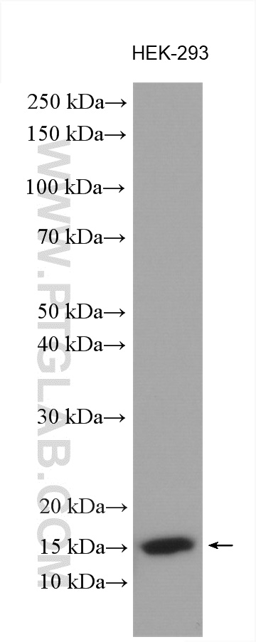 WB analysis using 18017-1-AP