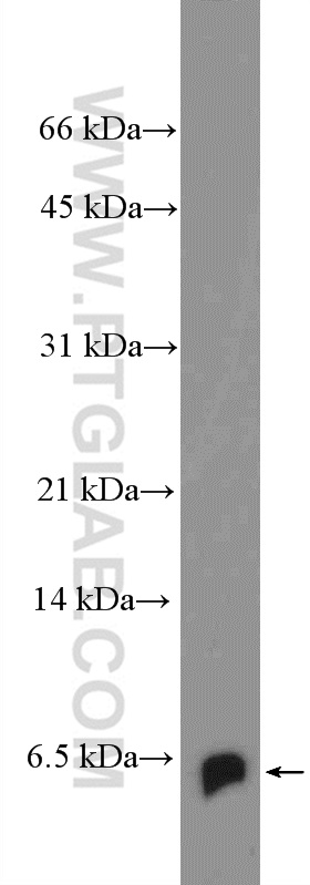 WB analysis of HepG2 using 26080-1-AP