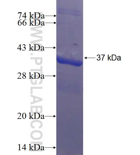 BOLA2 fusion protein Ag23260 SDS-PAGE