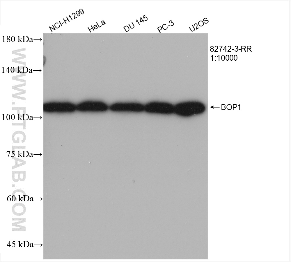 WB analysis using 82742-3-RR (same clone as 82742-3-PBS)