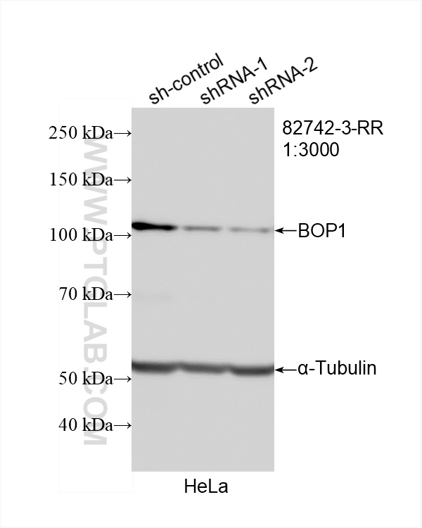 WB analysis of HeLa using 82742-3-RR (same clone as 82742-3-PBS)