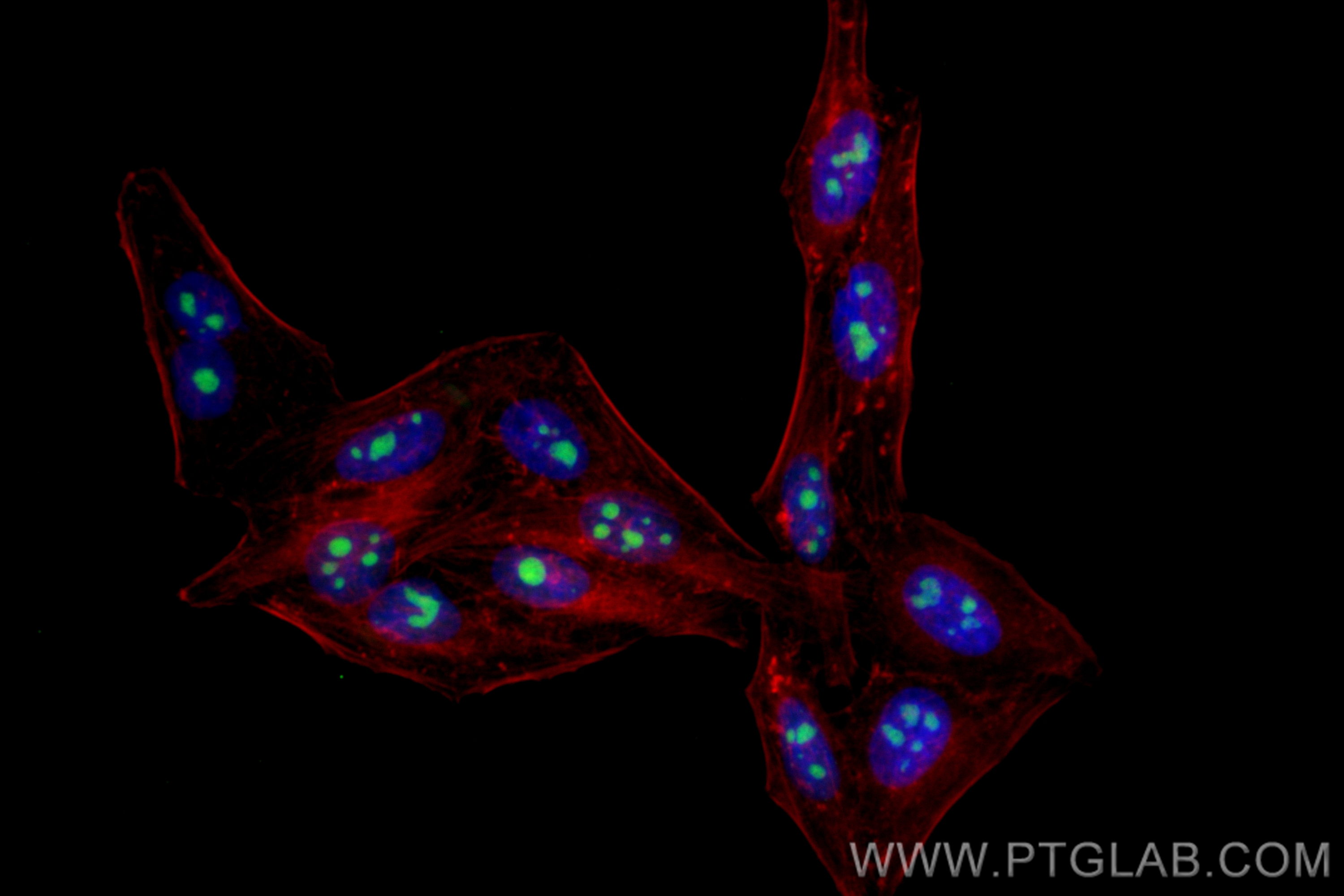 IF Staining of HepG2 using CL488-82742-3