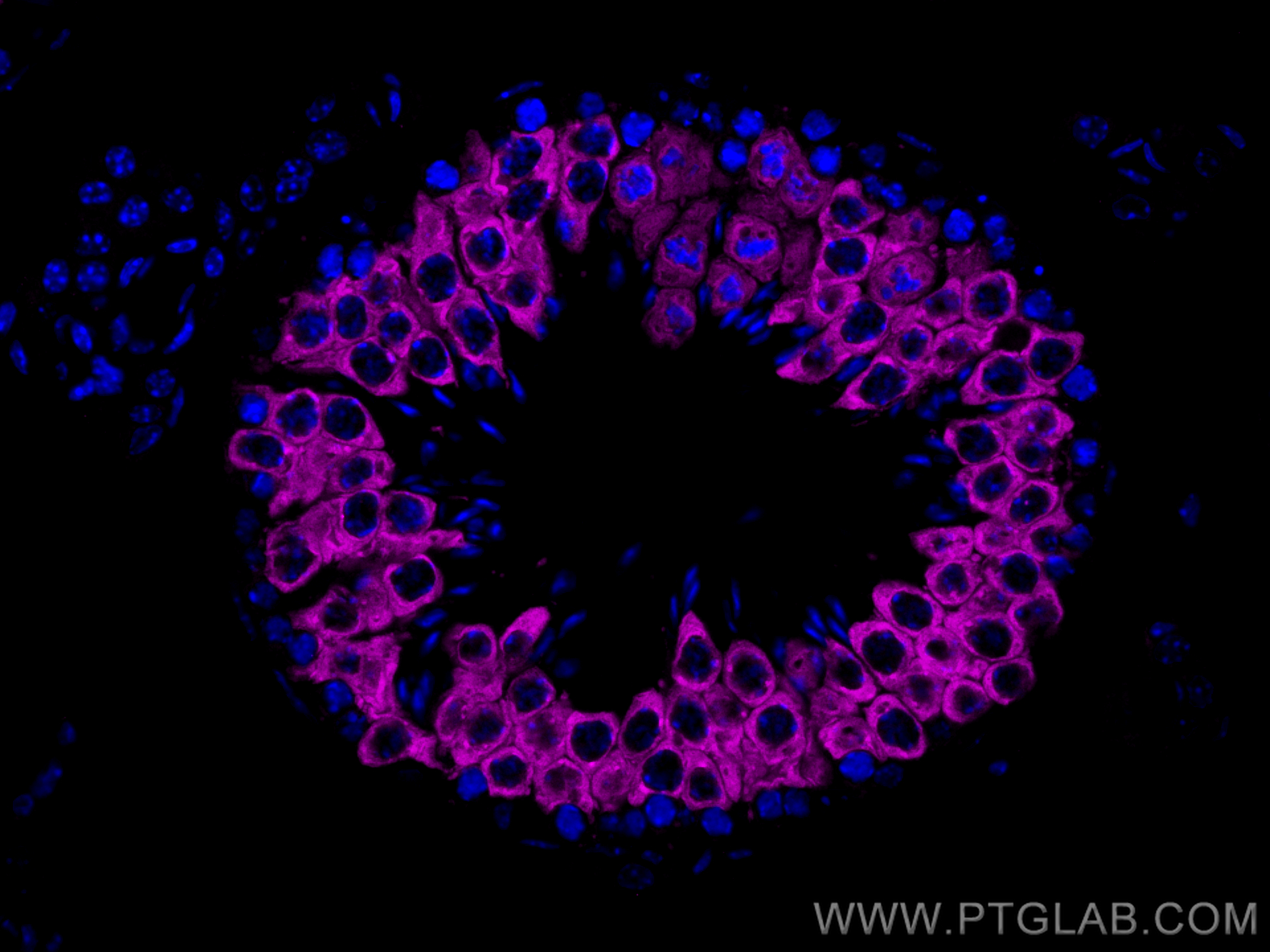 IF Staining of mouse testis using CL647-13720