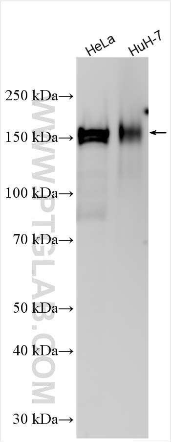 WB analysis using 10476-1-AP