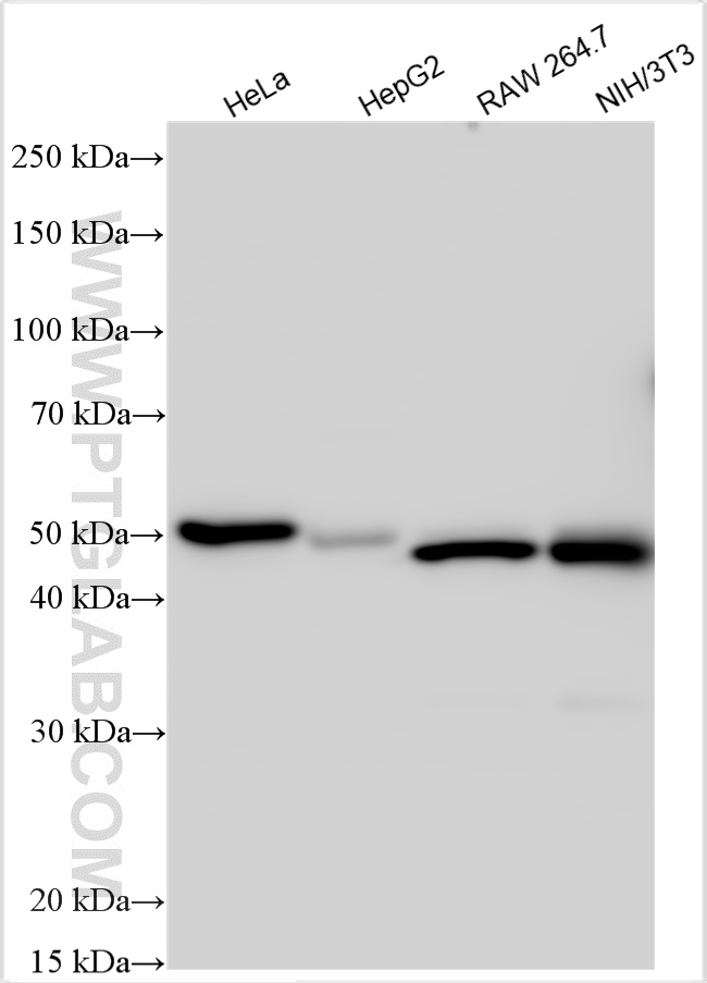 WB analysis using 20169-1-AP