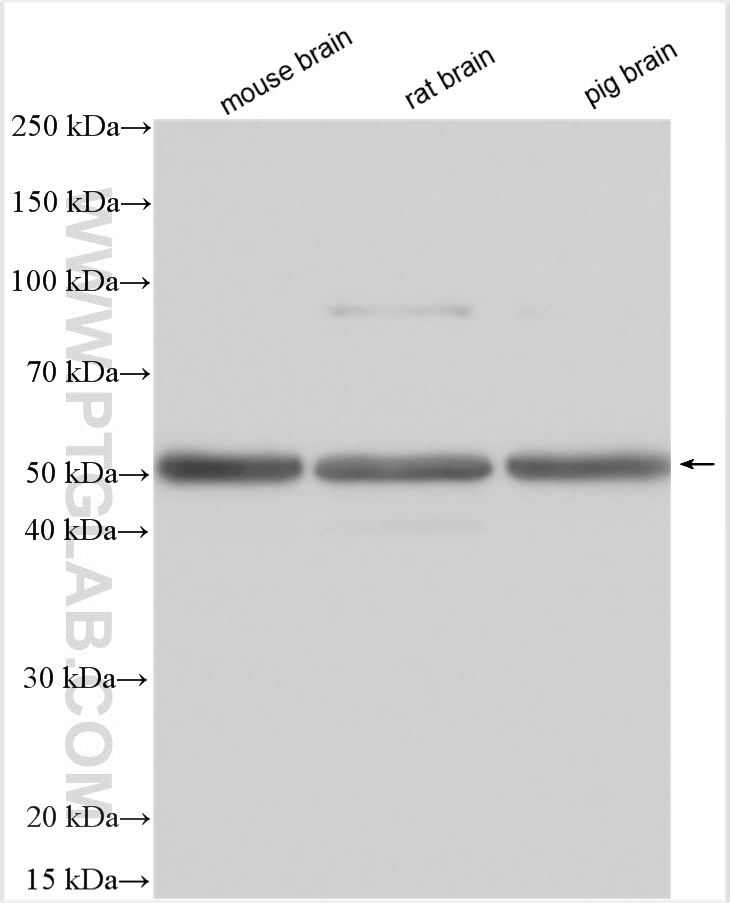 WB analysis using 19078-1-AP