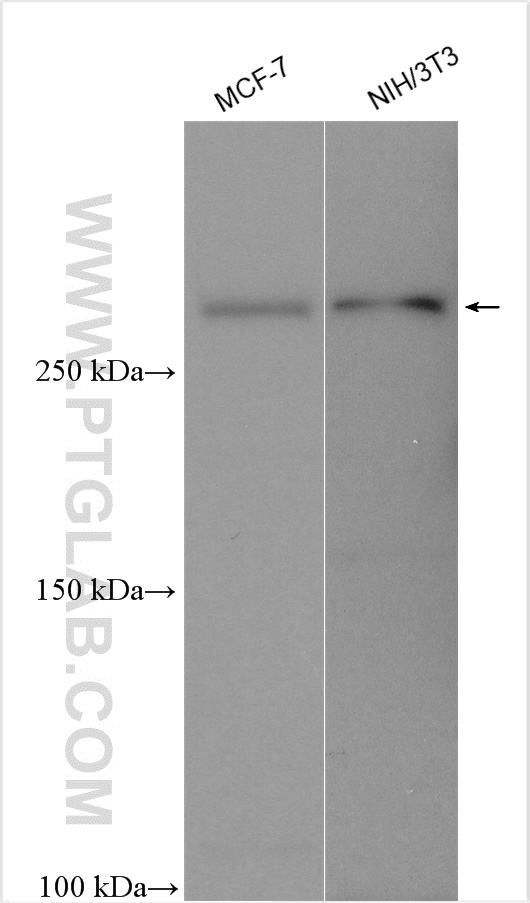 WB analysis using 29293-1-AP