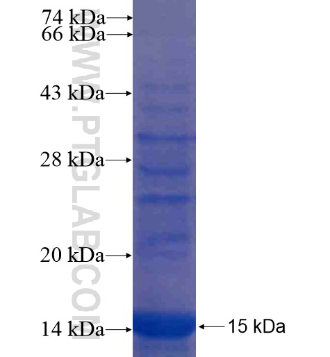 BSCL2 fusion protein Ag14953 SDS-PAGE