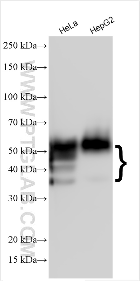 WB analysis using 11989-1-AP