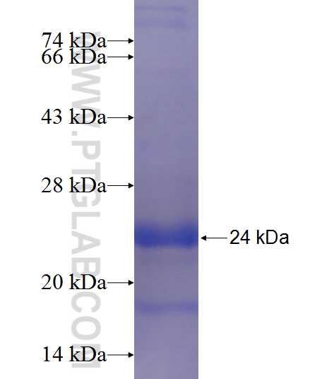 BSPRY fusion protein Ag23885 SDS-PAGE