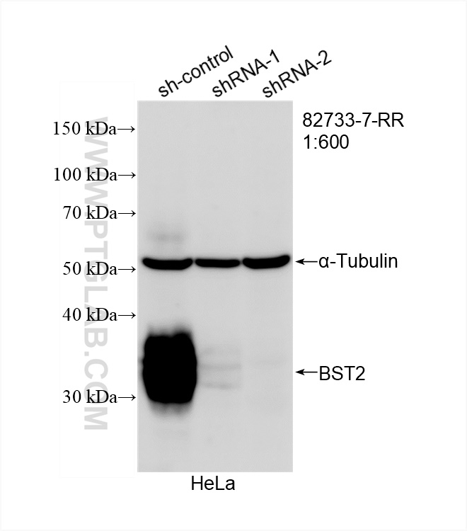 WB analysis of HeLa using 82733-7-RR (same clone as 82733-7-PBS)