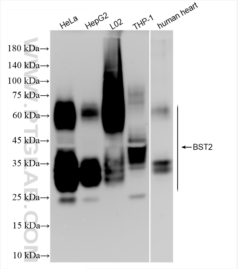 WB analysis using 84190-7-RR (same clone as 84190-7-PBS)