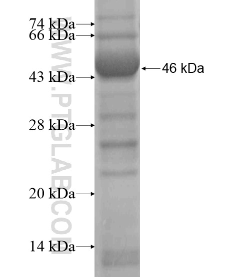 BTBD16 fusion protein Ag20672 SDS-PAGE