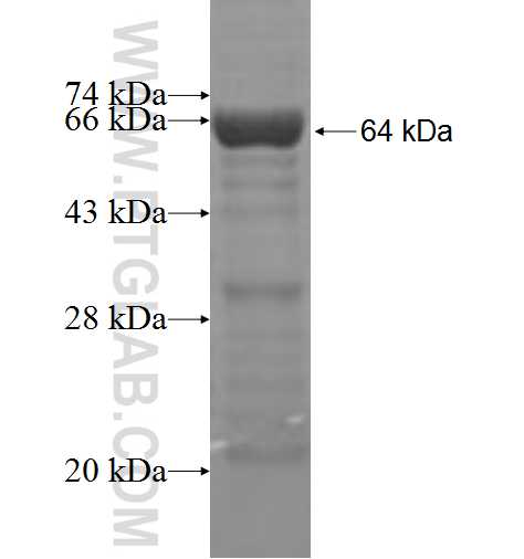 BTBD7 fusion protein Ag5084 SDS-PAGE