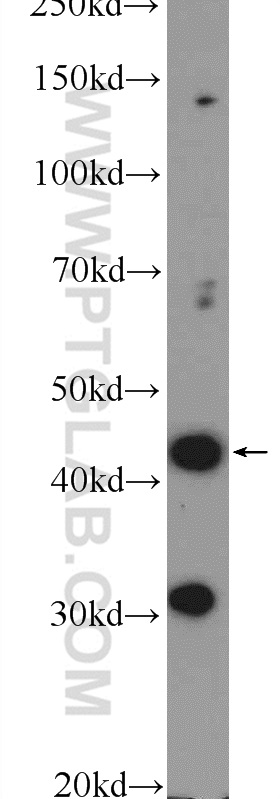 WB analysis of HEK-293 using 23897-1-AP