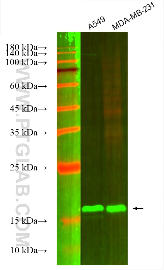 WB analysis using CL488-66683