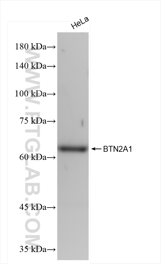 WB analysis of HeLa using 84550-1-RR (same clone as 84550-1-PBS)