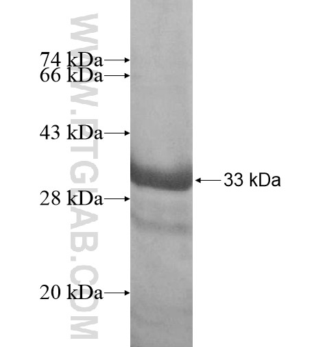 BTNL3 fusion protein Ag15743 SDS-PAGE