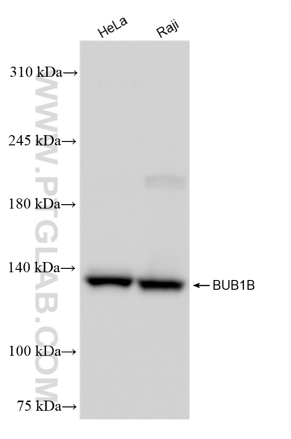 WB analysis using 83920-6-RR (same clone as 83920-6-PBS)