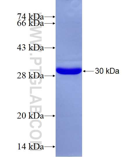 BZRAP1 fusion protein Ag28208 SDS-PAGE