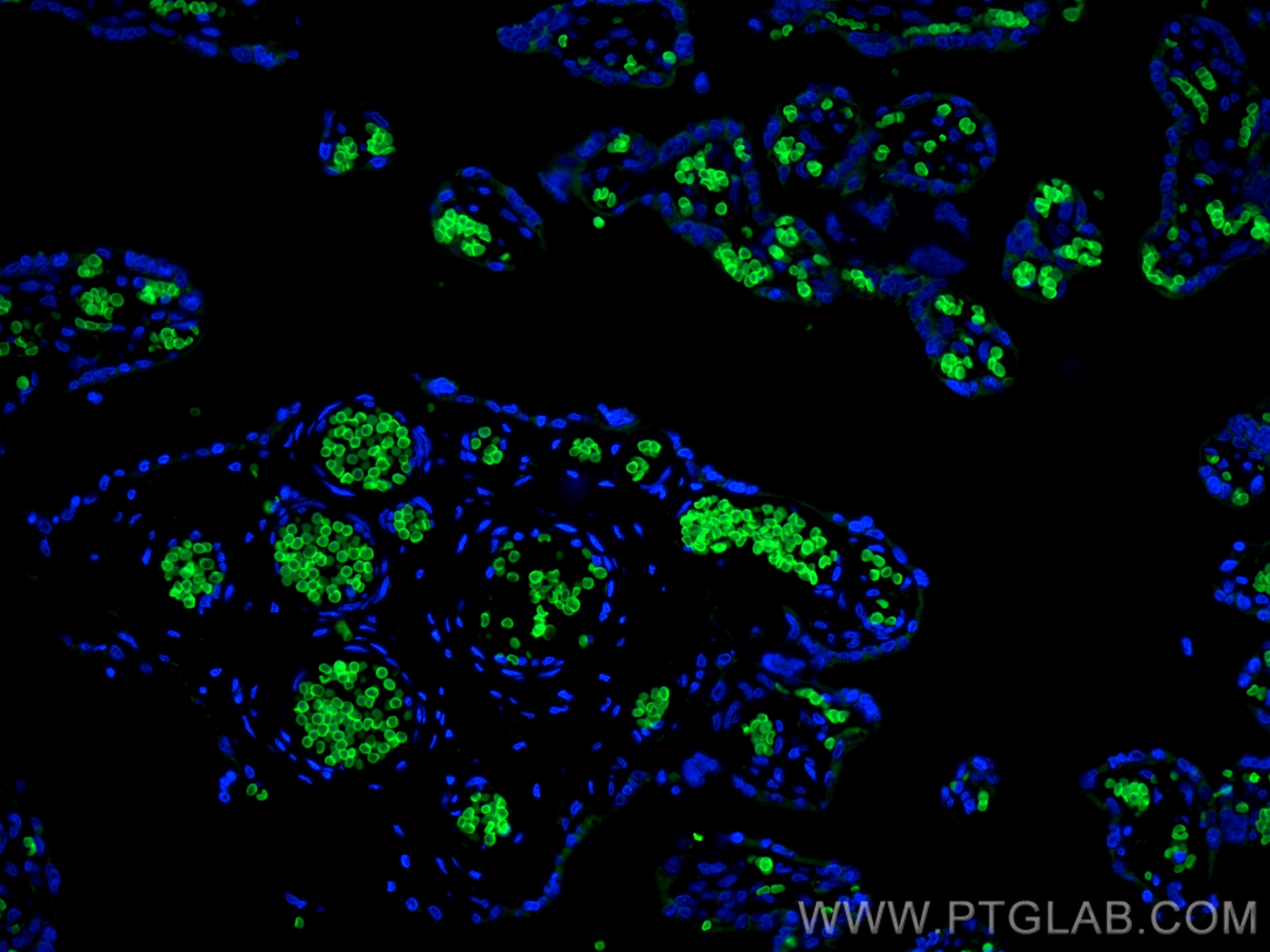 IF Staining of human placenta using CL488-28131