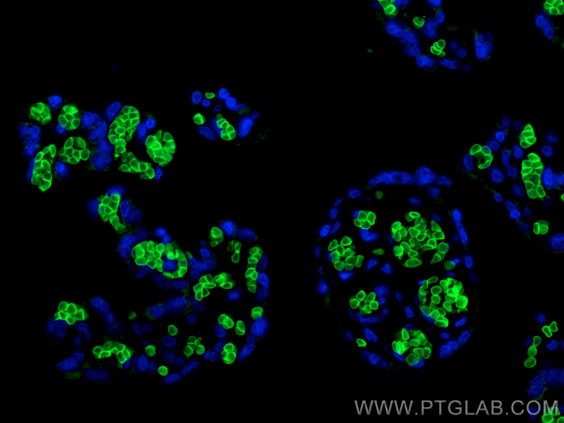 IF Staining of human placenta using CL488-28131