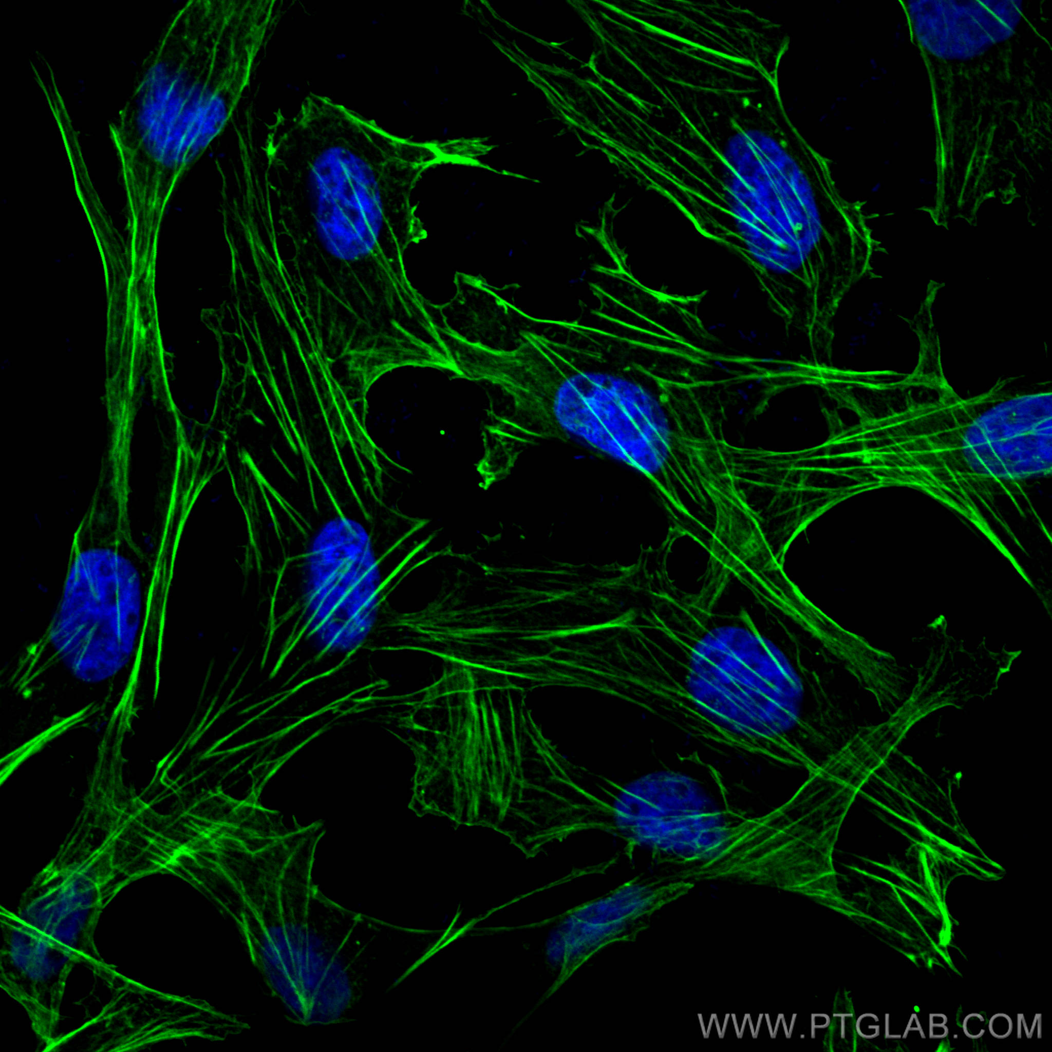 IF Staining of MDCK using CL488-81115