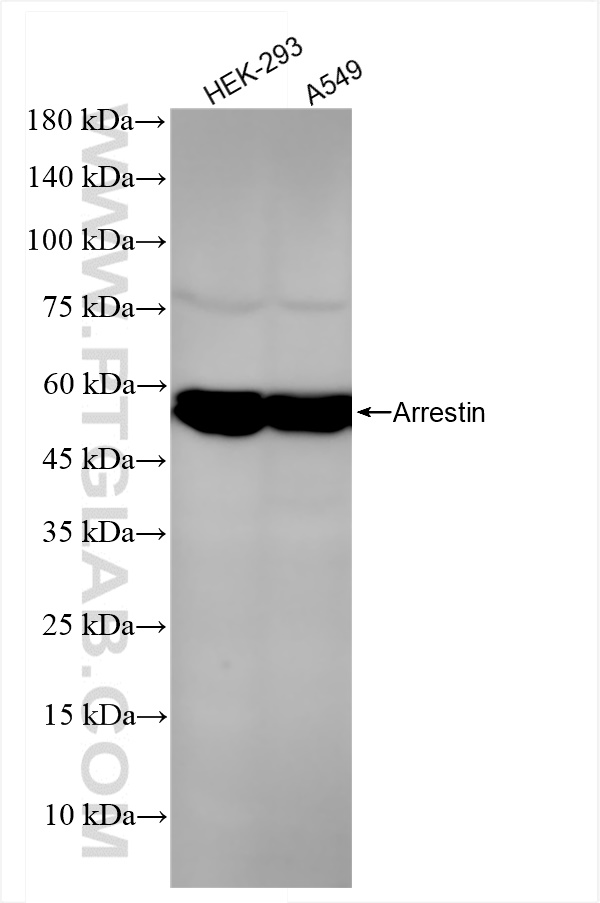 WB analysis using 83837-1-RR (same clone as 83837-1-PBS)