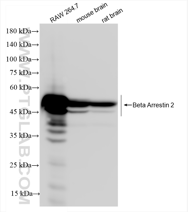 WB analysis using 82780-6-RR (same clone as 82780-6-PBS)