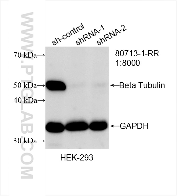 WB analysis of HEK-293 using 80713-1-RR