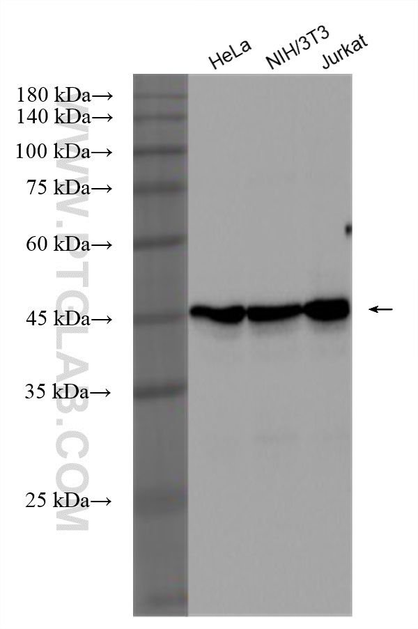 WB analysis using HRP-80713