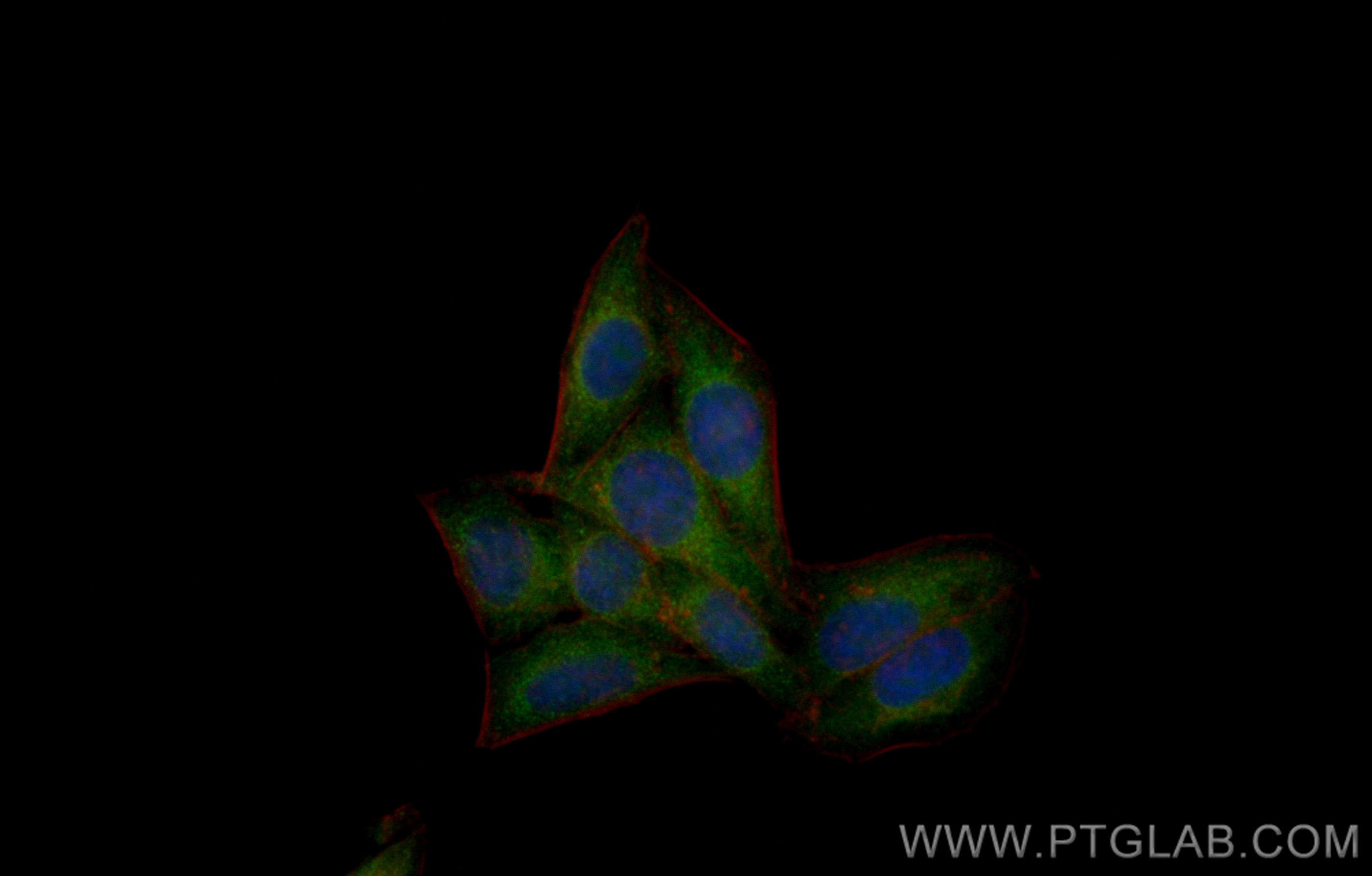 IF Staining of HepG2 using CL488-83706-6