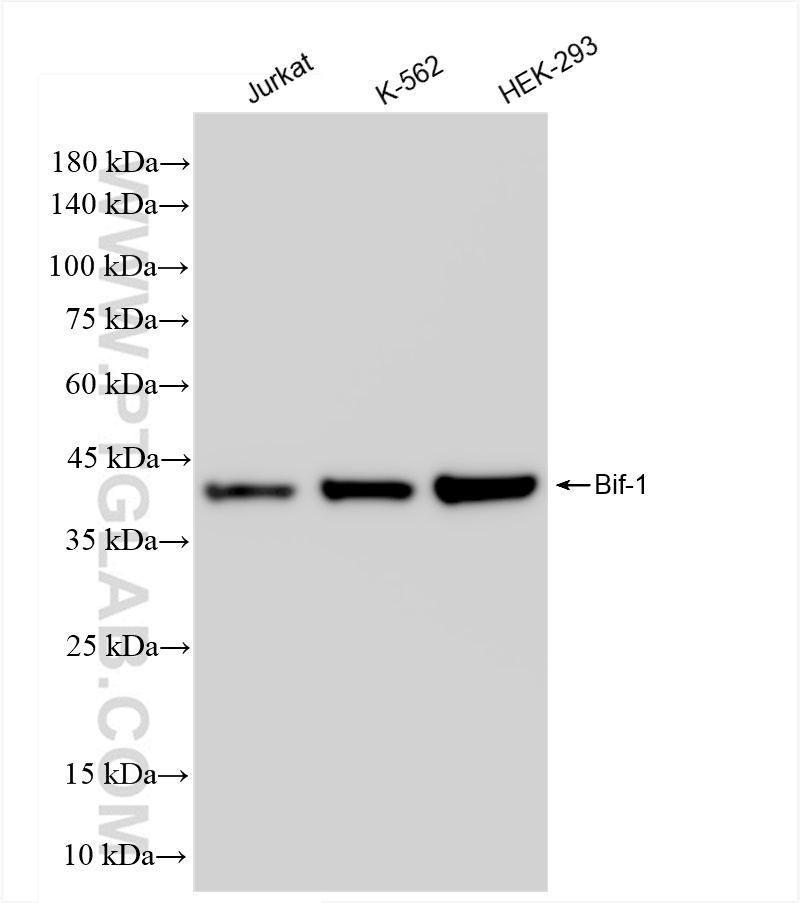 WB analysis using 83715-1-RR