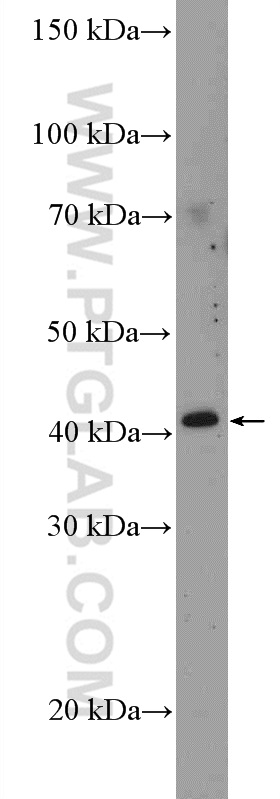 WB analysis of mouse liver using 26321-1-AP