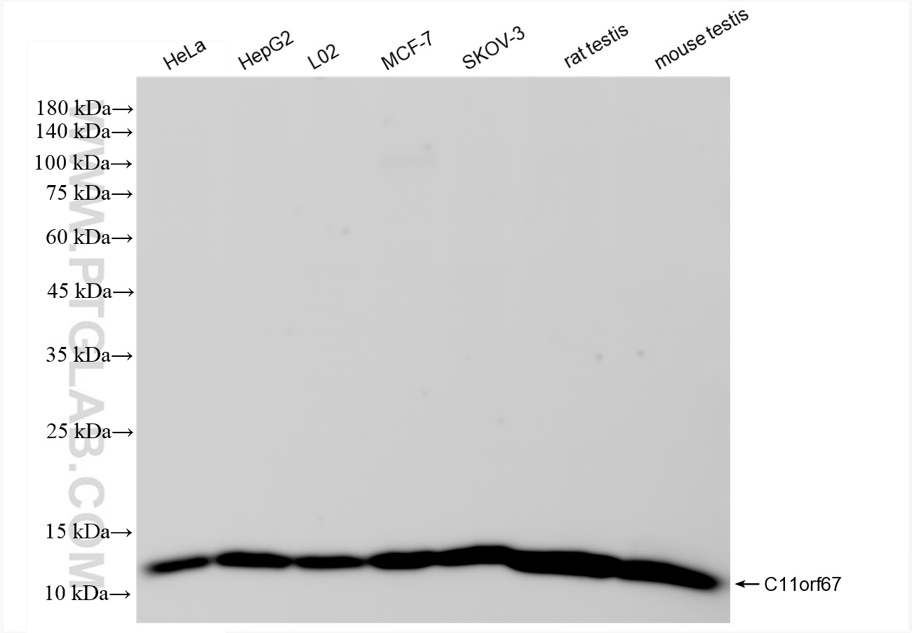 WB analysis using 83603-4-RR