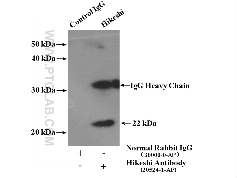 IP experiment of mouse brain using 20524-1-AP